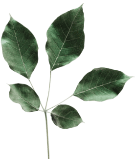 Leaf CTA Upright