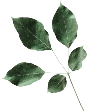 t11 leaf